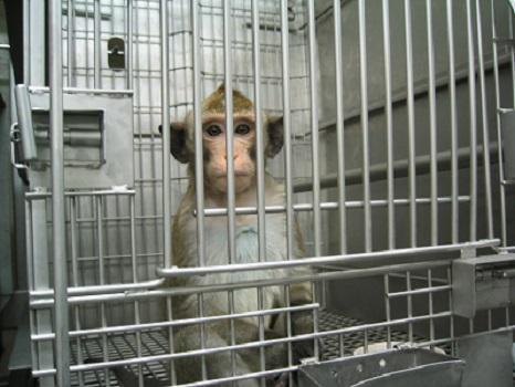 Proefap alleen opgesloten in een veel te krappe kooi. Fotocredit: Soko Tierschutz/ Cruelty Free International