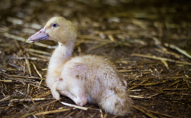 Animal Rights filmt undercover in de eendenfokkerij