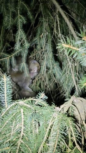 Deze aap proefde voor het eerst en ook meteen voor het laatst van hun vrijheid en de mogelijkheid om in bomen te klimmen. Fotokrediet: Stefani Reynolds/Pennsylvania state police/AFP/Getty Images