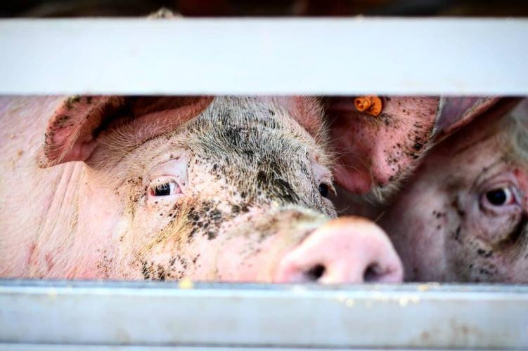 De rit naar het slachthuis is de eerste en laatste keer dat de dieren de buitenlucht kunnen voelen