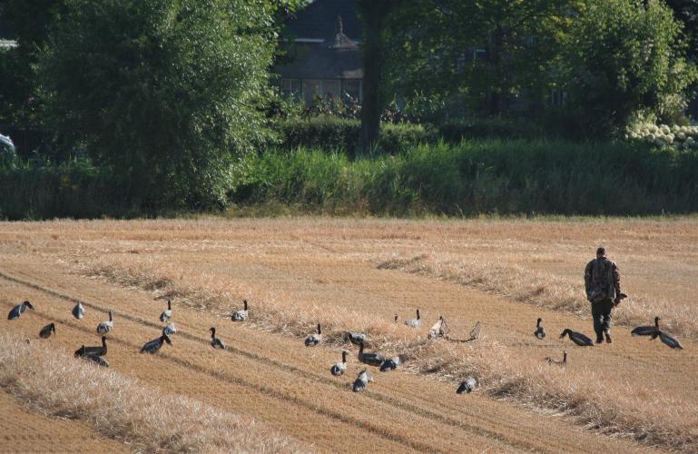 Tijdens je wandeling kan je een ganzenjager tegenkomen.