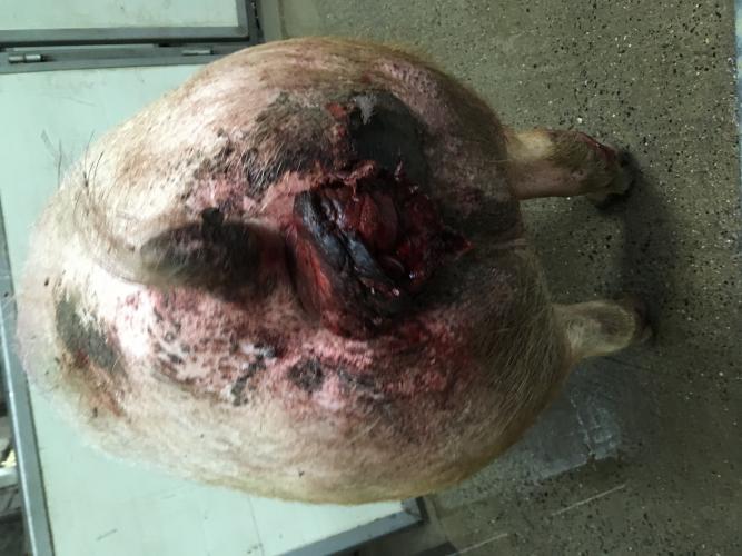 De misstanden in Torhout | Animal Rights