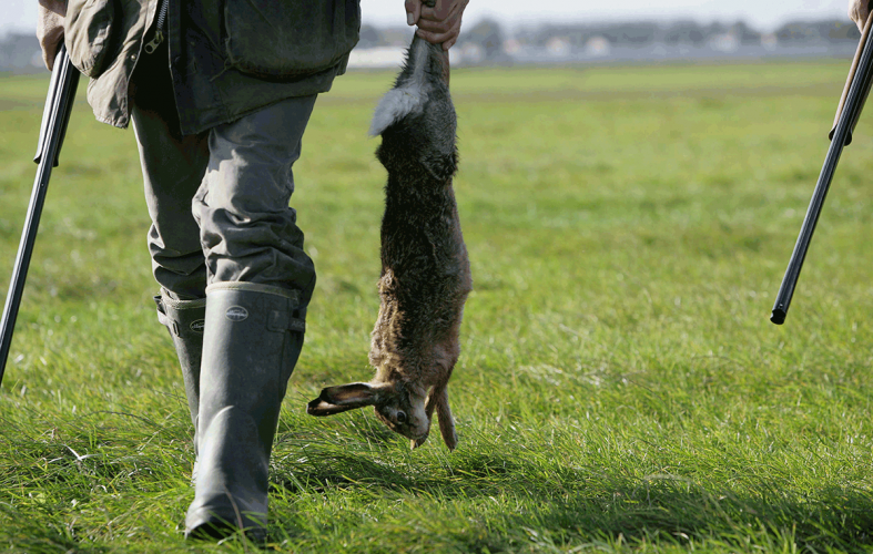 Archief Animal Rights: drijfjacht in de Hoeksche Waard.