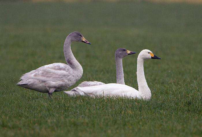 Meer dan 22% van de kleine zwanen heeft hagel in het lichaam. Foto: birdphoto.nl