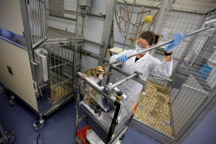 De proefapen worden vastgebonden in primatenstoelen. Het hoofd is onbeweeglijk vastgemaakt met behulp van het hoedje zodat ze niet kunnen wegkijken van het scherm. Fotocredit: De Standaard oktober 2015