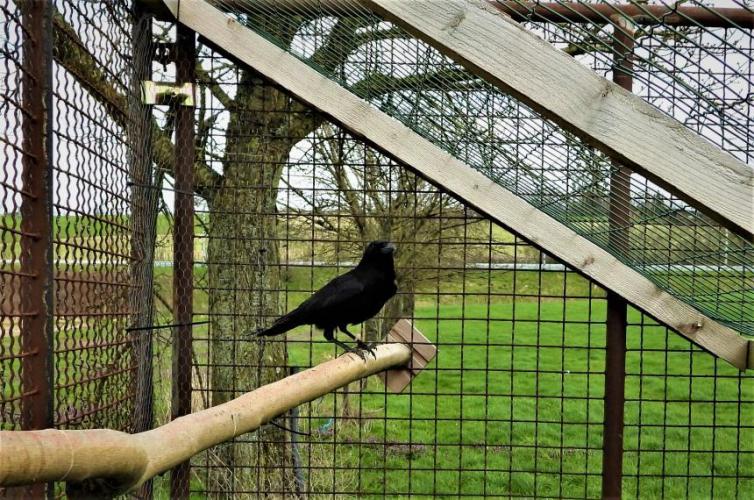 Een lokkraai in een trechterval in België. 