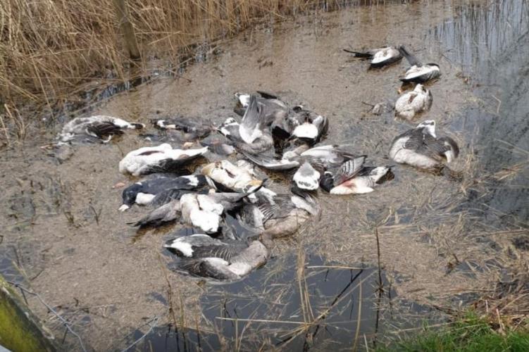 Tientallen dode ganzen in sloot Lopikerkapel (bron: AD).