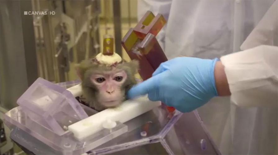 Cement is used to attach a fixation rod or 'hat' to the skull. This rod serves to fix the head of the monkeys during later brain measurements. Image source: Canvas program 'Animals as instruments'.