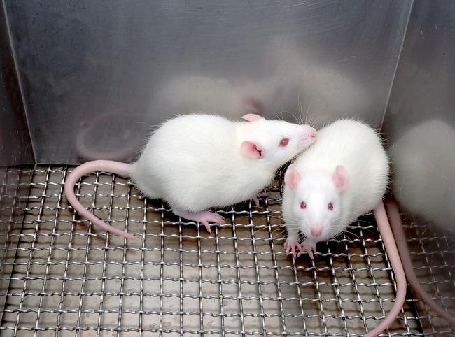 Muizen en ratten zijn de proefdieren die het meest gebruikt worden