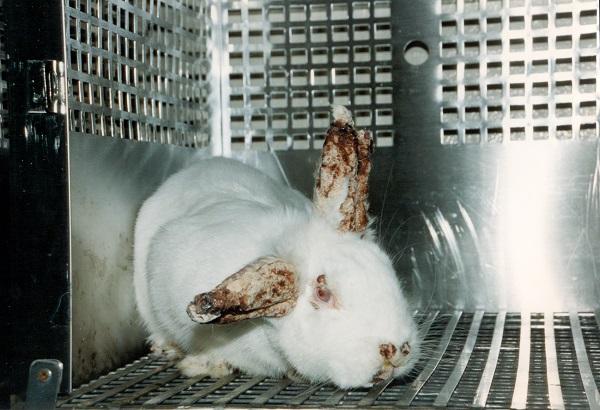 Huidirritatietest bij een konijn