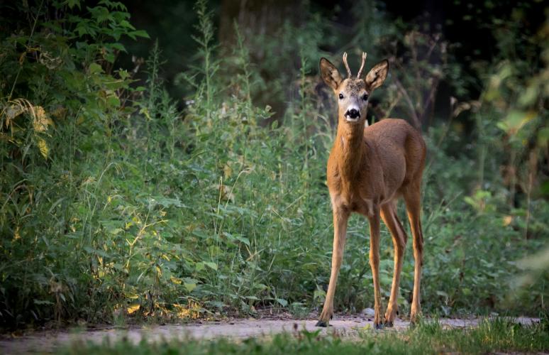 Bij open bermen is de kans groter dat mensen en dieren elkaar eerder zien.