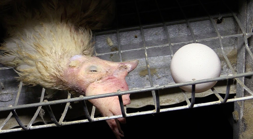 abces handtekening ondergronds Wat is er mis met eieren? Antwoorden op de 9 meest gestelde vragen | Animal  Rights