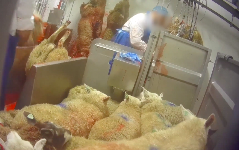 They can see, hear and smell their fellow victims suffering and dying while they wait their turn
