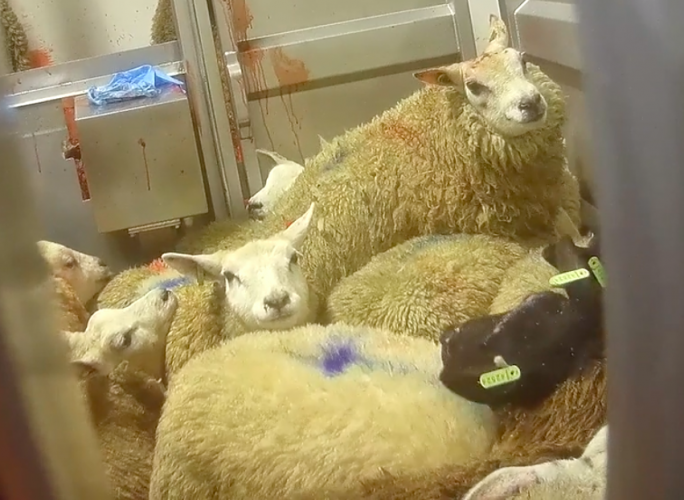 You see the sheep trying to climb on each other, scrambling to get as far away from the slaughter as possible