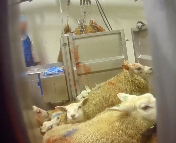 Les moutons grimpent sur le dos les uns des autres pour s'éloigner le plus possible du lieu d'abattage.