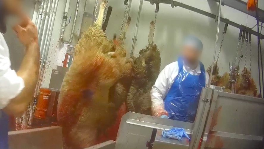 Au moins un mouton est accroché à la chaîne d'abattage avec la gorge tranchée en pleine conscience