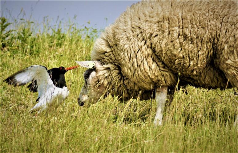 De belangrijkste maatregel om weidevogelgebieden te verbeteren is het verhogen van het waterpeil.