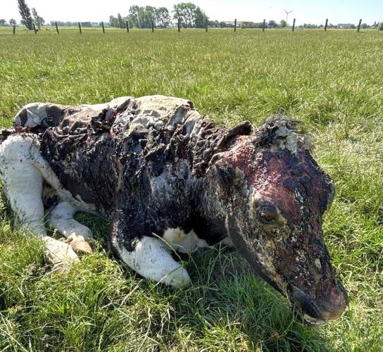 Zwaar verbrande koe in de blakende zon.