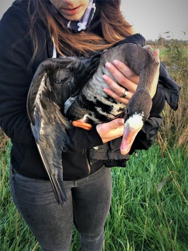 Kollie werd gevonden in een drassig veld.