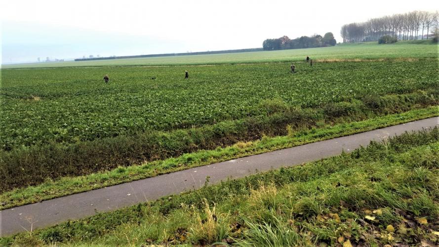 Drijvers lopen door het veld om hazen op te jagen.