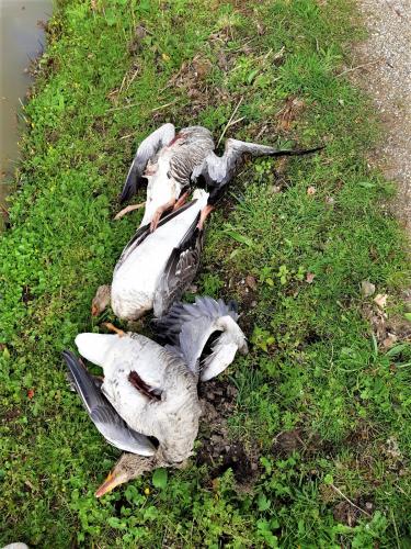 Gedumpte lichamen in Nieuwerkerk aan de IJssel.