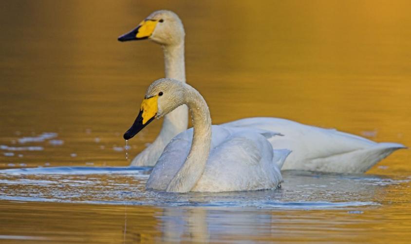 Wilde zwanen zijn slanker dan knobbelzwanen en groter dan kleine zwanen. Foto: Vogelbescherming.