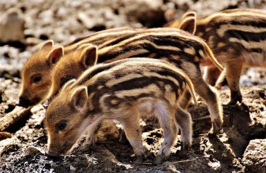 De overmaat aan stikstof is voor de voedselarme natuur op de Veluwe de belangrijkste bedreiging. 