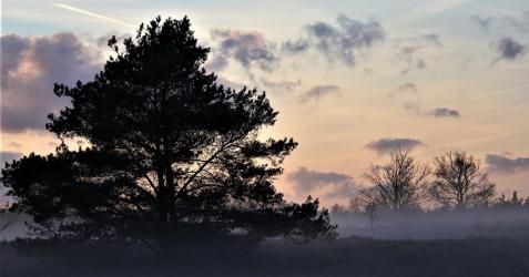 De Veluwe is aangewezen als Natura 2000-gebied.