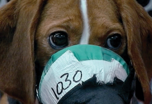 Beagle in een giftigheidstest