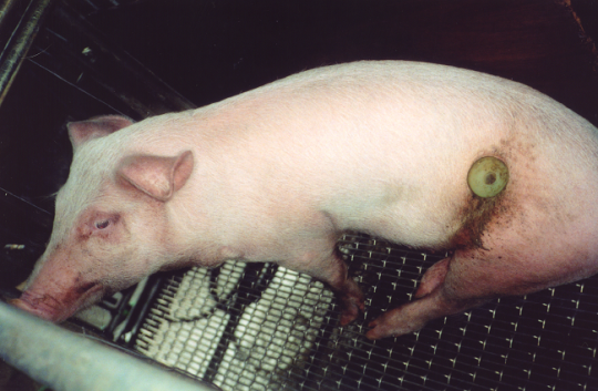 Nierstichting geeft miljoenen euro's aan dierproeven