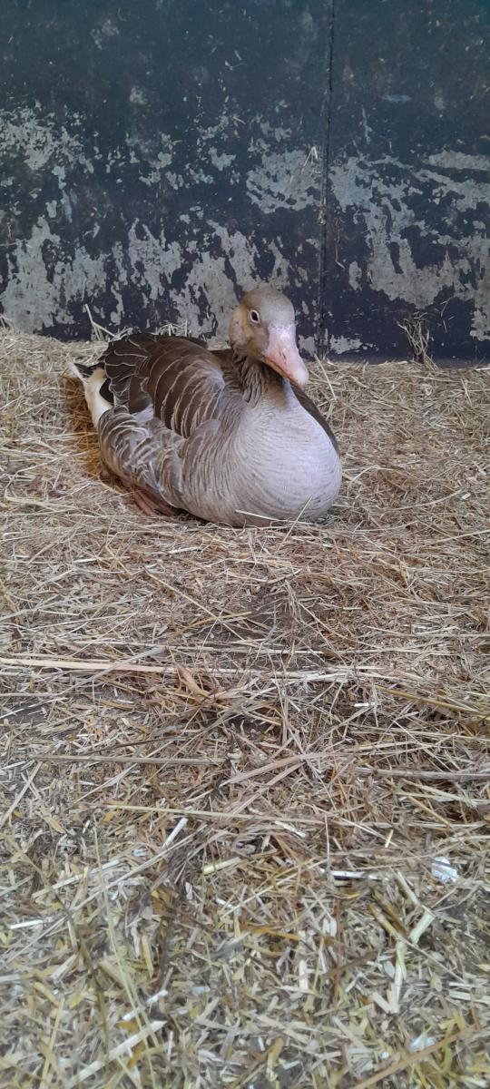 Gans Appeltje aan het ontspannen in zijn nieuwe verblijf Gans Appeltje aan het ontspannen in zijn nieuwe verblijf
